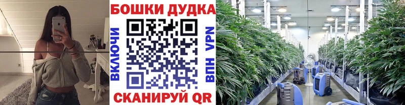Конопля OG Kush  Пионерский 